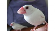 アップル製品に溶け込む「文鳥」が話題に