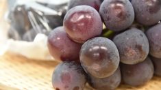 【おいしいブドウの選び方】ズバリ「白い粉」をふいているのが上物！