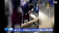 【動画ニュース】またか…今度はスイスでお騒がせ観光客　ネットユーザー「マナーが悪い！」