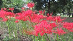 【秋の花といえば‥‥】色鮮やかな花色と、根には強い毒性を持つ彼岸花