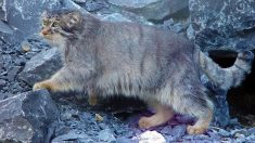 まるで人間みたい！カメラにゆっくりと近づく「マヌルネコ」