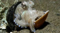 知能が高い！道具を使用する「メジロダコ」