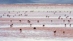 ラグナ・コロラダ　美しい紅白の絶景