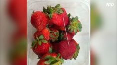 【動画ニュース】「イチゴから針が…」通報が続々　容疑者を逮捕＝オーストラリア