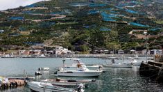 焦点：日本の原発「静かな復活」、伊方再稼動に沸く期待と不安