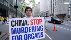 【動画ニュース】電話聞き取り調査が明かす　生きた人間からの臓器強制摘出の実態