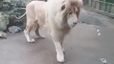 【バカな！？き、消えた！？】百獣の王もシャボン玉のしくみを理解できず