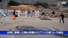 【動画ニュース】台湾に漂着した豚の死骸からアフリカ豚コレラ検出