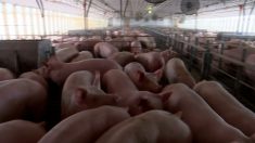 【動画ニュース】アフリカ豚コレラ 中国から隣国へ蔓延