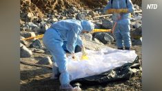 【動画ニュース】台湾の無人島に２頭目の豚の死骸漂着 アフリカ豚コレラ検出