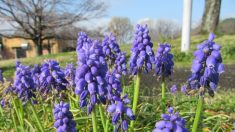 【散歩道で見た花や風景】ムスカリ