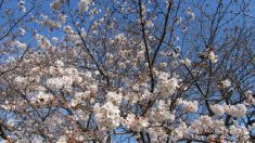 【散歩道で見た花や風景】サクラサク