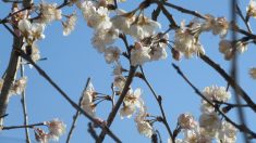 【散歩道で見た花や風景】サクランボの花が咲いた