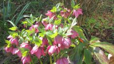 【散歩道で見た花や風景】クリスマスローズ