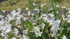 【散歩道で見た花や風景】花にら