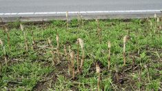 【散歩道で見た花や風景】　つくしニョキニョキ