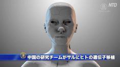 【動画ニュース】中国の研究チームがサルにヒトの遺伝子移植 米科学者は倫理上の懸念を指摘