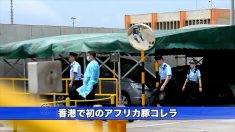【動画ニュース】香港で初のアフリカ豚コレラ 感染豚は中国から