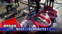 【動画ニュース】「魚からディーゼル燃料臭がする」中国メディアの理由に民衆は「うそだ」