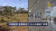 中国がサバクトビバッタの飛来を警戒 食糧難とインフレの可能性も