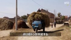 ウイルス蔓延で食糧危機が加速か　中共政府が穀物増産を指示【禁聞】