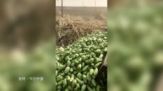 中国 産地では農産品を大量廃棄 都市部では高い野菜を買わされる