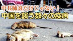 肺炎だけじゃない！中国を襲う数々の疫病【禁聞】