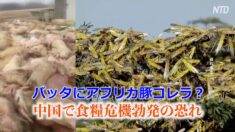 バッタにアフリカ豚コレラ？中国で食糧危機勃発の恐れ