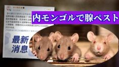 内モンゴルで再度腺ペストが発生