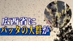広西省桂林市の農業大県にバッタの大群襲来