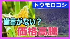 中国のトウモロコシ価格が4年ぶりに高値　物価指数も上昇