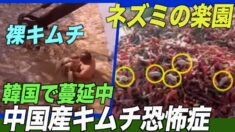 韓国で「中国産キムチ恐怖症」が蔓延　輸入量が３割減【禁聞】