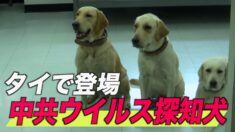 タイで中共ウイルス探知犬登場