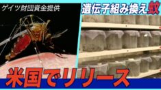 ゲイツ財団資金提供の遺伝子組み換え蚊が米国でリリース