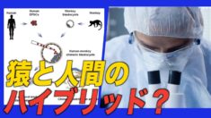 米中合同チームが猿と人間のハイブリッド胚を培養 米国市民「狂っている」