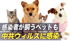蘭ユトレヒト大学研究者：感染者が飼うペット２割が中共ウィルスに感染
