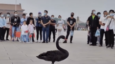 ブラックスワンが北京・天安門広場に