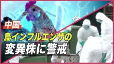 中国 鳥インフルエンザの変異株に警戒