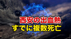 「ネズミが異常に多い」出血熱ですでに複数死亡