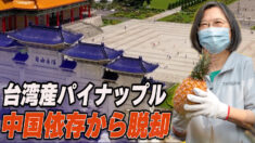 台湾産パイナップル 中国依存から脱却