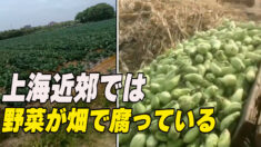 赤字に苦しむ上海郊外の農家「野菜はあるのに販売できない」