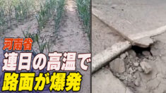 河南省では連日の高温「暑さで路面が爆発」