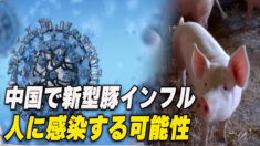 中国で新型豚インフルエンザ 人に感染する可能性