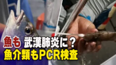 魚も武漢肺炎になる？魚介類もPCR検査