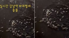 “바퀴벌레 떼 우르르” 강남역 맨홀서 공포의 ‘바 선생’ 출몰 목격담 확산