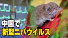 中国で新型ニパウイルス 動物から人へ