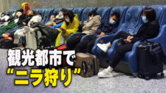 第20回党大会前夜 観光都市で「ニラ狩り」