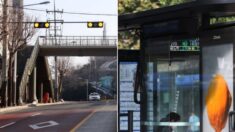 육교서 극단적 선택한 20대 남성… 버스 정류장 위로 추락해 생존