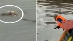 실종된 4세 아이 시신 등에 업고 나타나 어부에게 건네고 사라진 3m 악어