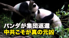 パンダが集団返還　中共こそが真の元凶